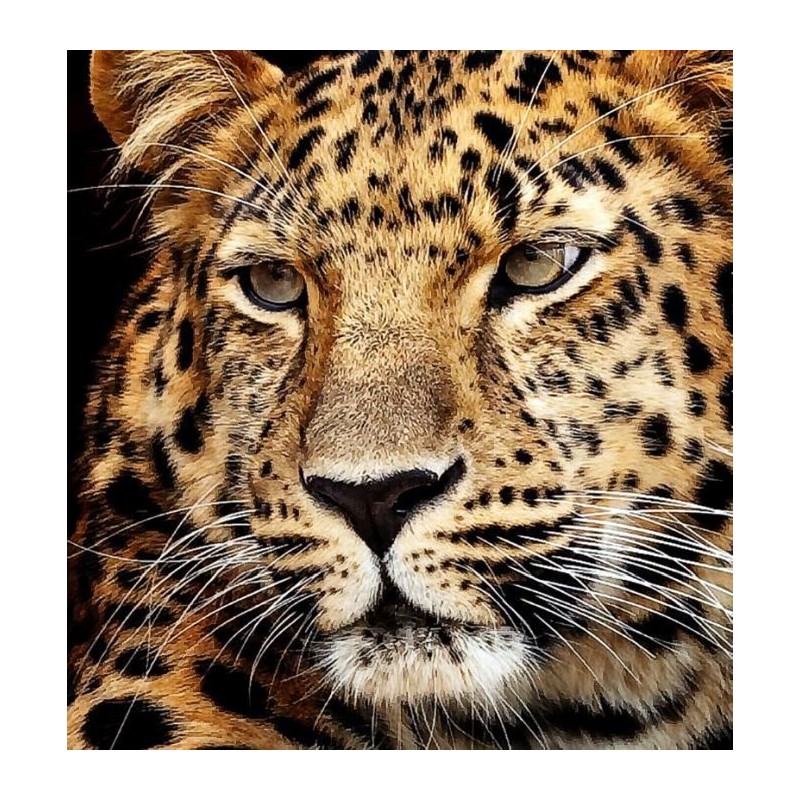 Diamond Painting Jaguar Kopf 40x30 cm