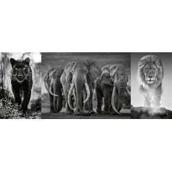 Ravensburger 16729 Puzzle AT Black and White Animals 1000 Teile