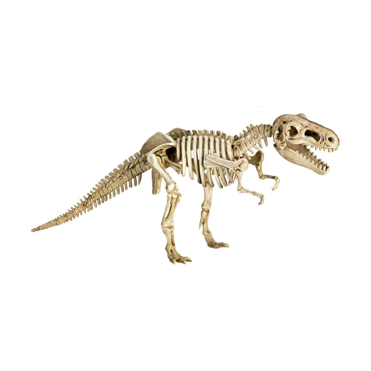 Tyrannosaurus-rex-Skelettmodell mit geöffnetem Maul vor weißem Hintergrund ausgestellt.