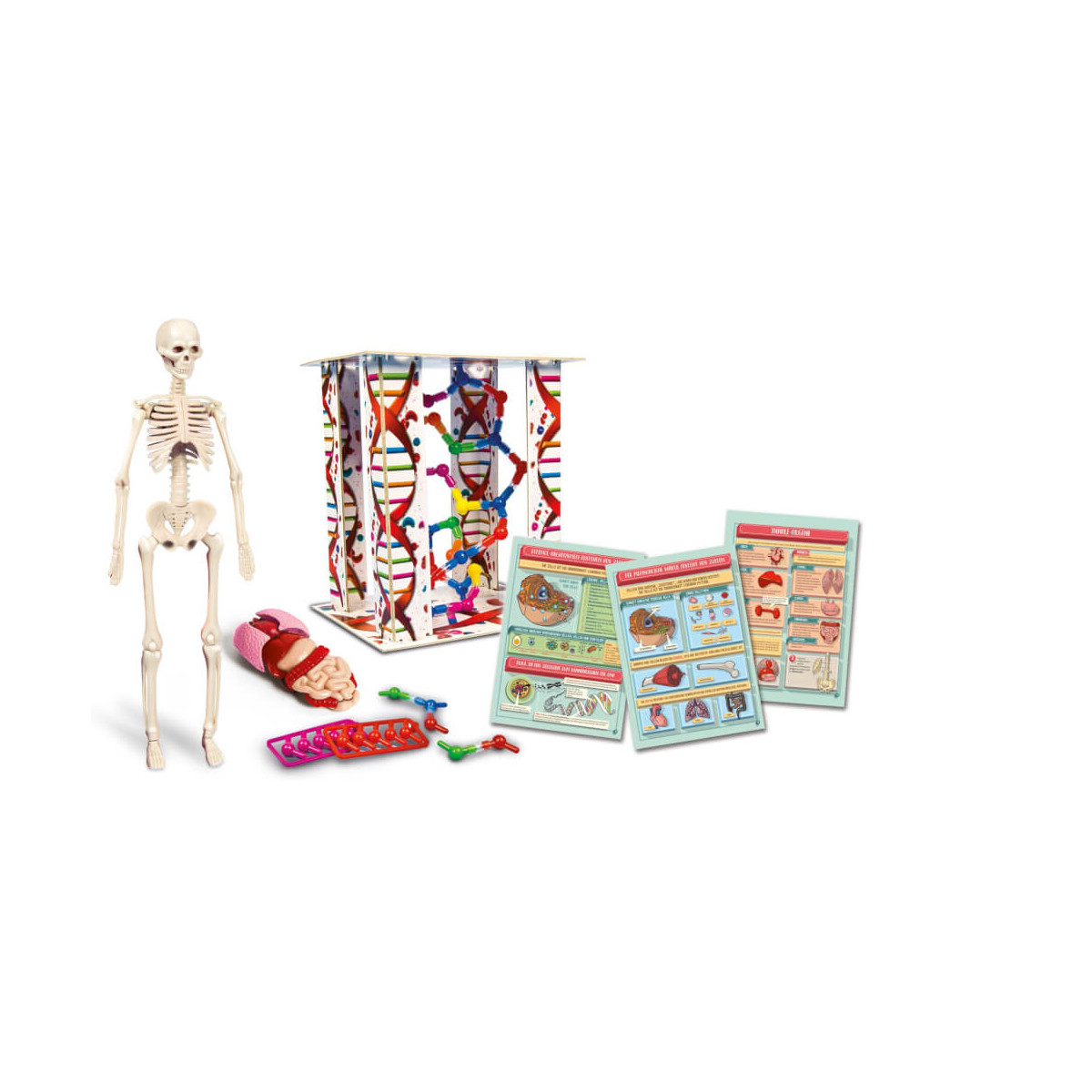 Anatomie-Lernset mit Skelettmodell, Schautafeln, Organen, DNA-Modell und Körperteilen.