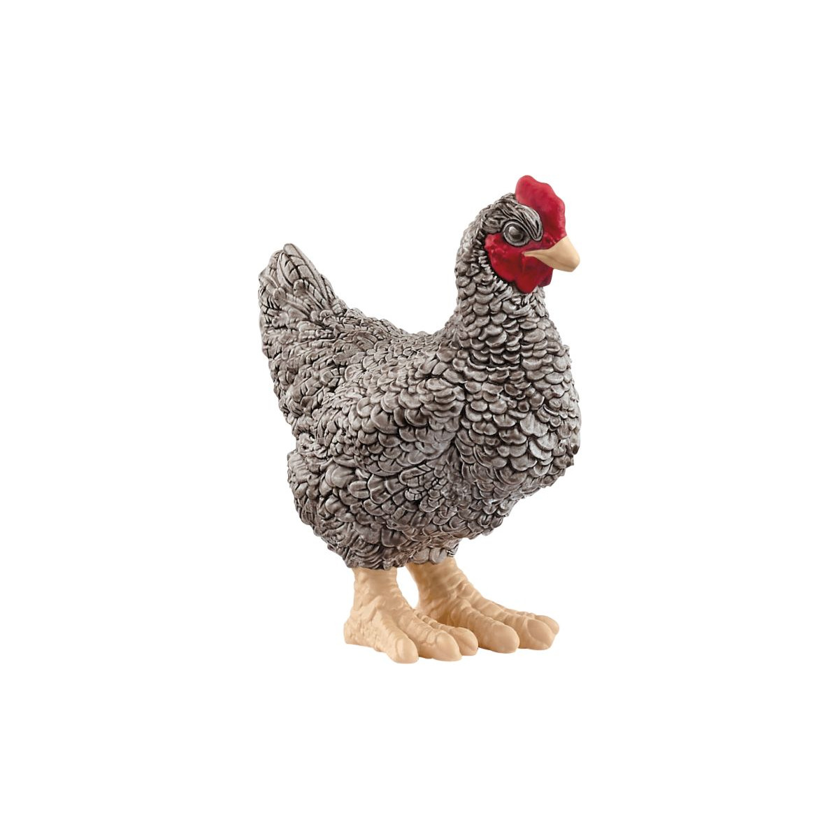 Plymouth Rock Huhn