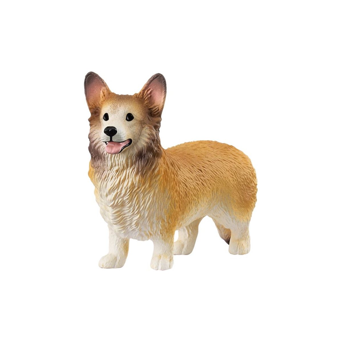 Welsh Corgi