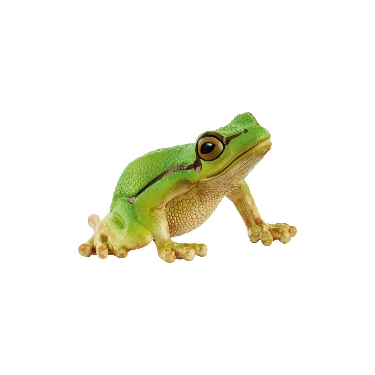 Europaeischer Laubfrosch