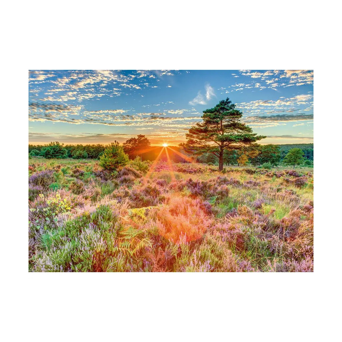 Heide im Sonnenuntergang, Puzzle 1.000 Teile